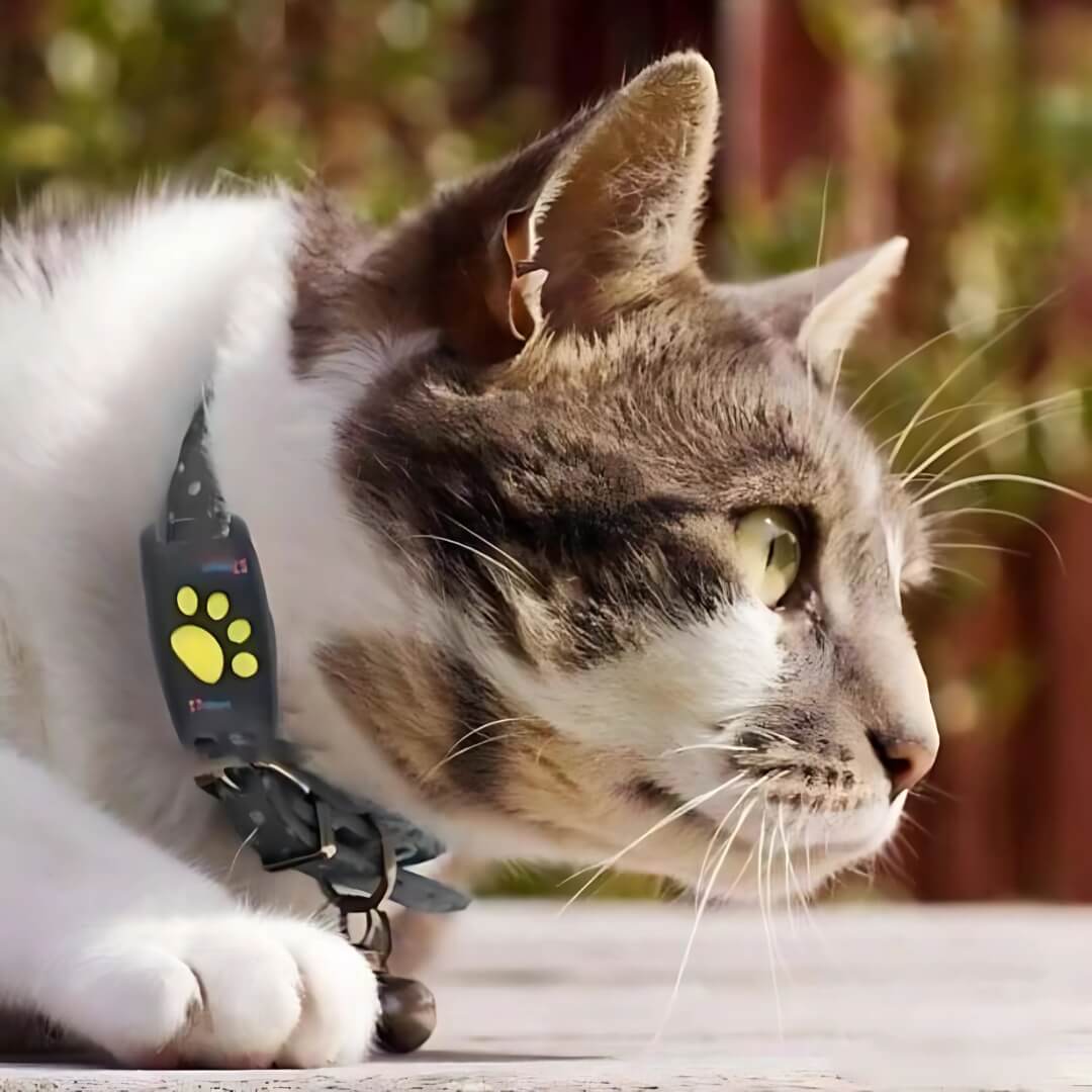 #1 Find GPS Cat Tracker with Real-Time Location, Waterproof Design, and Activity Monitoring for Pet Safety and Tracking