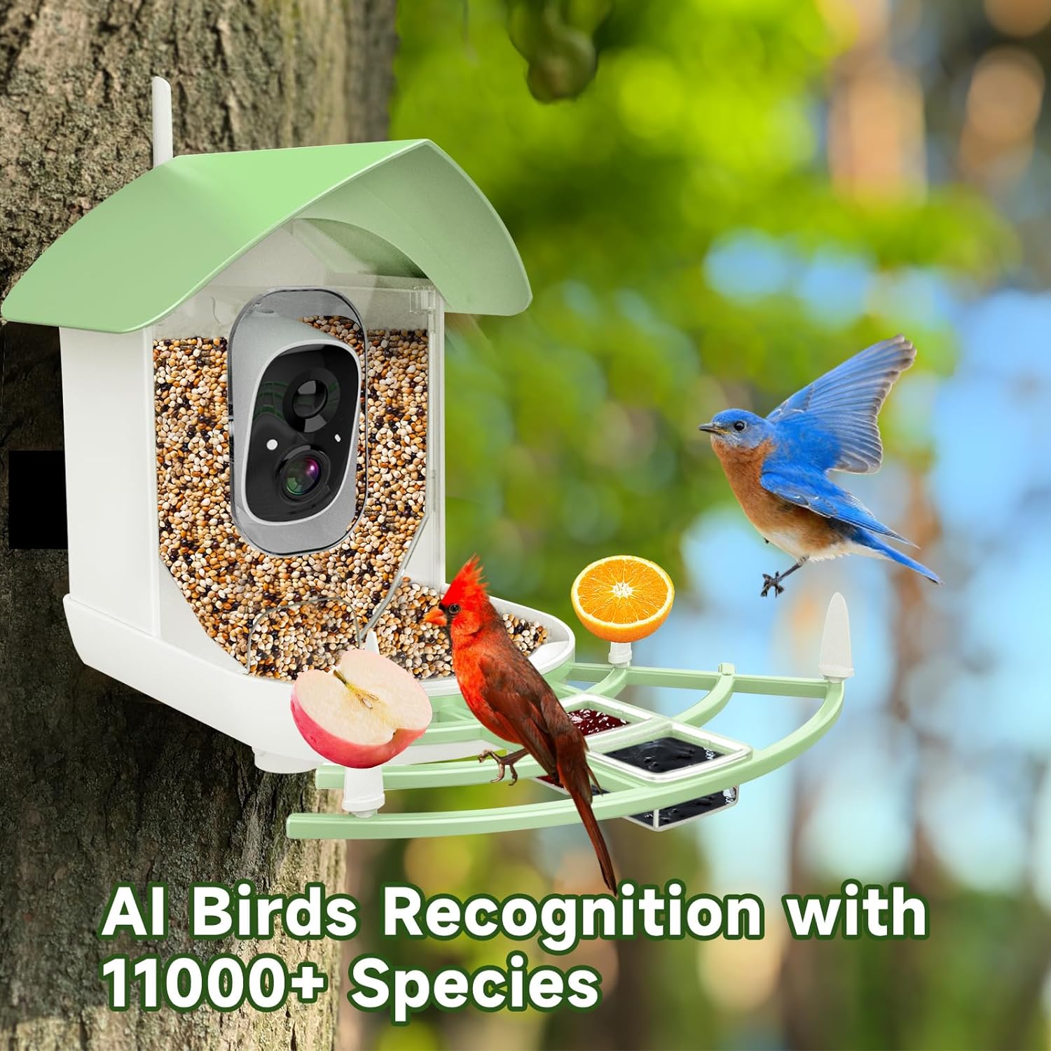 BirdyCam™ | Smart Bird Feeder Camera with AI Recognition & Night Vision for Bird Watching & Wildlife Observation