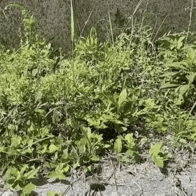 Cordless Grass Trimmer with High-Power Battery - Lightweight Lawn Edger for Easy Yard Maintenance