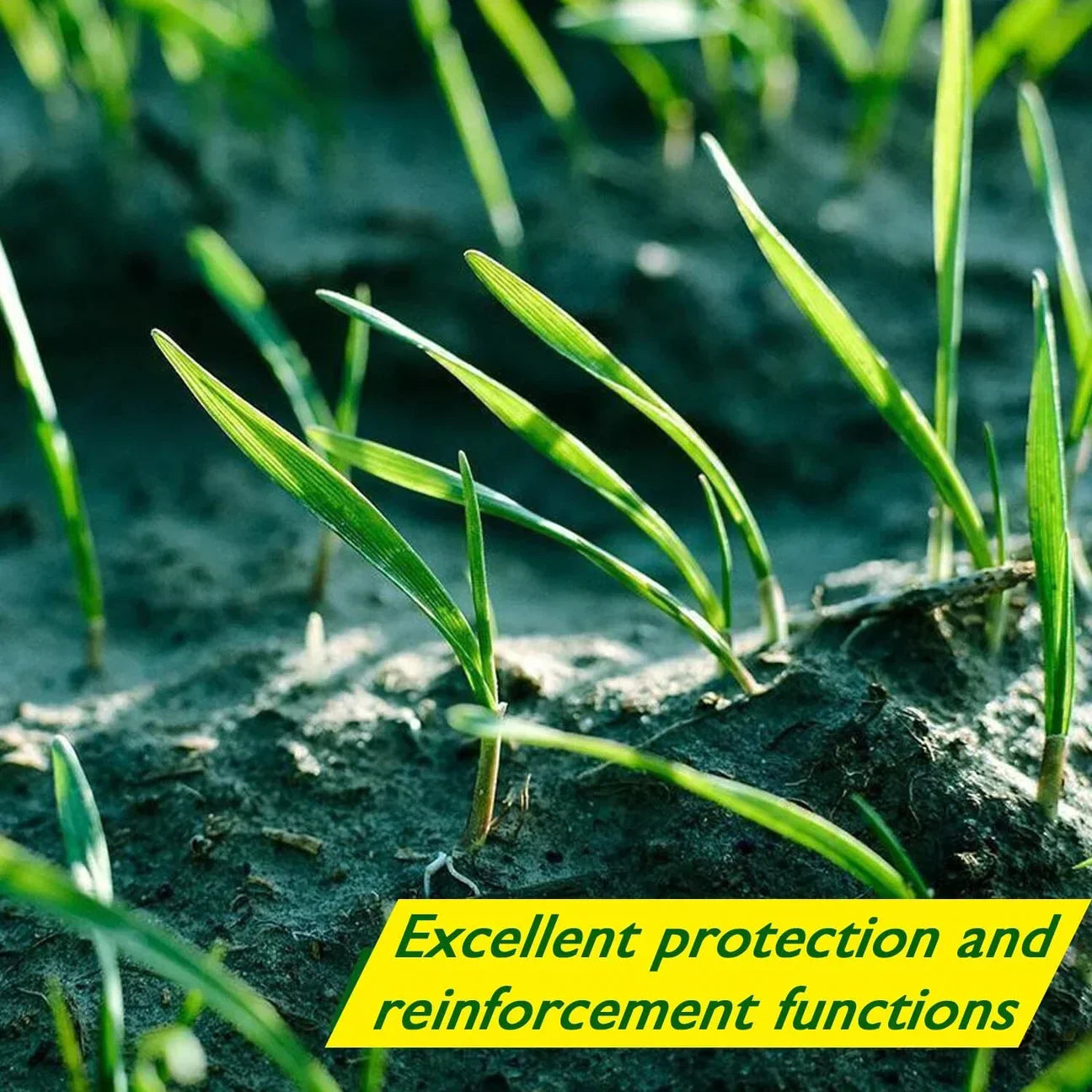 Biodegradable Netted Grass Seed Mat | All-in-One Growth System for Quick Germination in Sun, Shade & Slopes